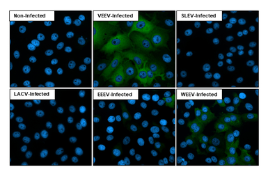 Anti-Equine Encephalitis Virus nsP2 antibody [HL1920] used in Immunocytochemistry/ Immunofluorescence (ICC/IF). GTX637669